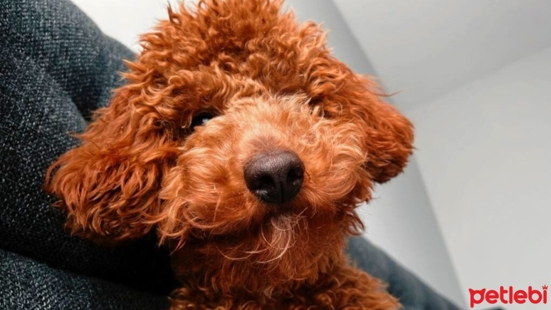 Poodle (Minyatür Kaniş), Köpek  LORA fotoğrafı