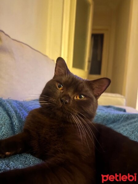 British Shorthair, Kedi  Toprak fotoğrafı