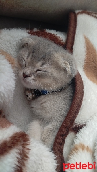 Scottish Fold, Kedi  Duman fotoğrafı