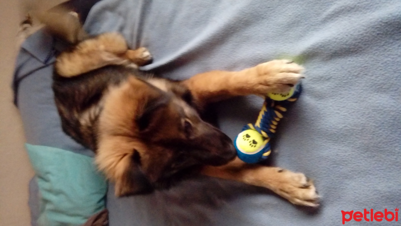 Alman Çoban Köpeği, Köpek  Zeus fotoğrafı