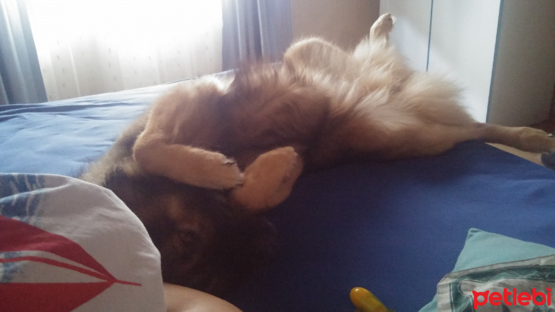 Alman Çoban Köpeği, Köpek  Zeus fotoğrafı