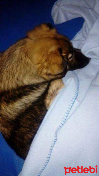 Alman Çoban Köpeği, Köpek  Zeus fotoğrafı