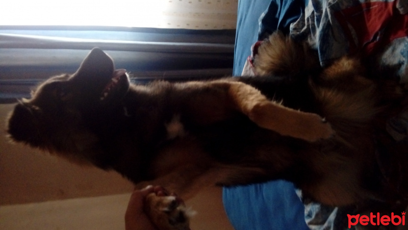 Alman Çoban Köpeği, Köpek  Zeus fotoğrafı