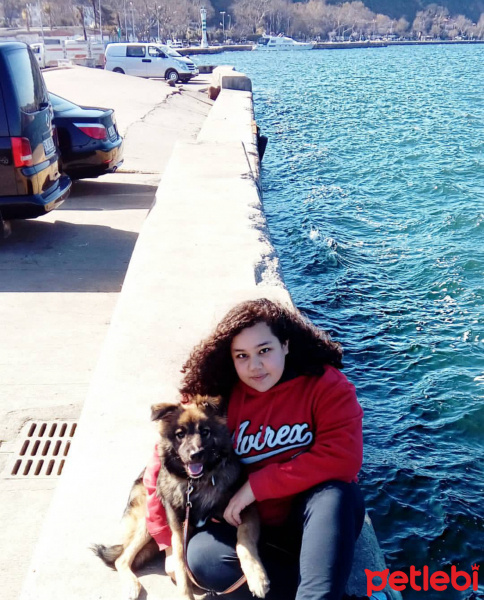 Alman Çoban Köpeği, Köpek  Zeus fotoğrafı