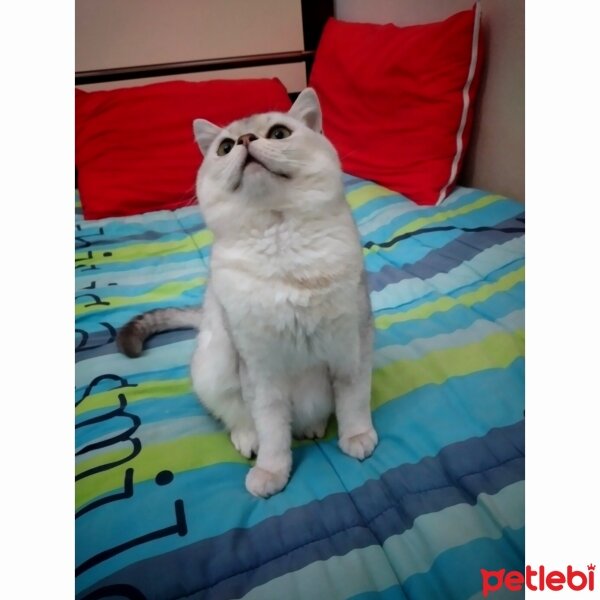 British Shorthair, Kedi  Reis fotoğrafı