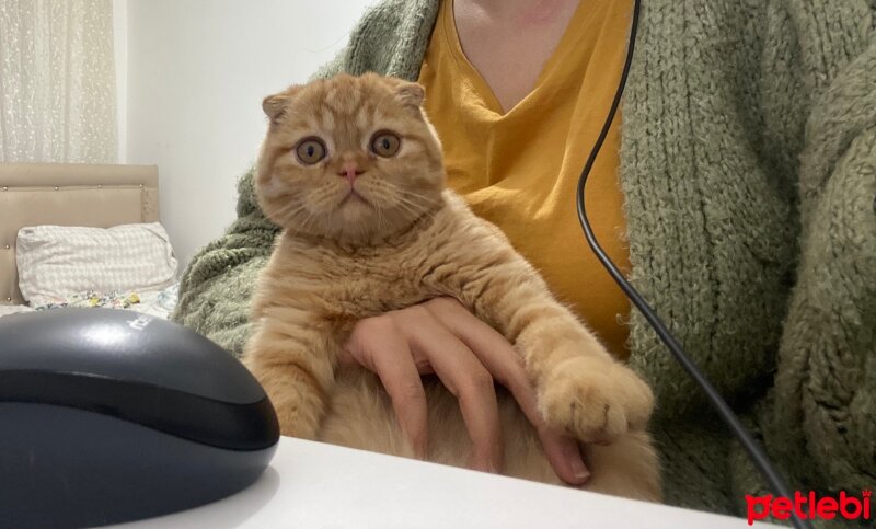 Scottish Fold, Kedi  Balımsu fotoğrafı