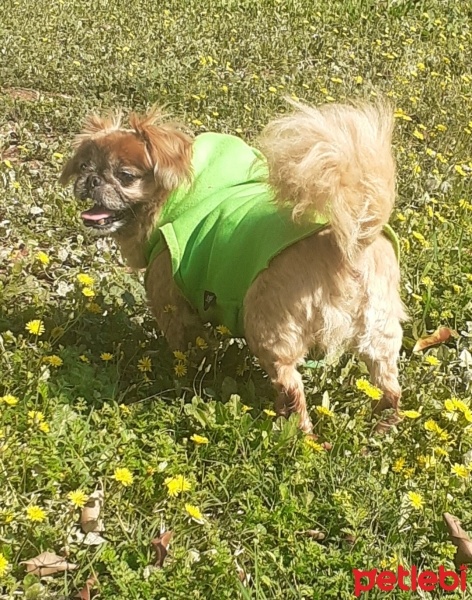 Pekingese, Köpek  Findik fotoğrafı