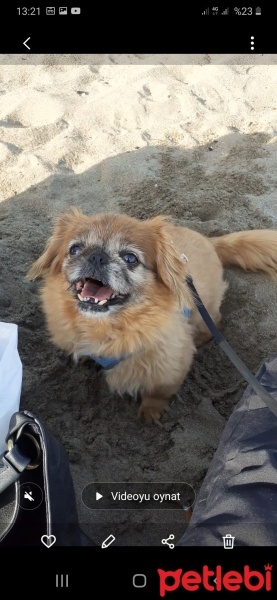 Pekingese, Köpek  Findik fotoğrafı