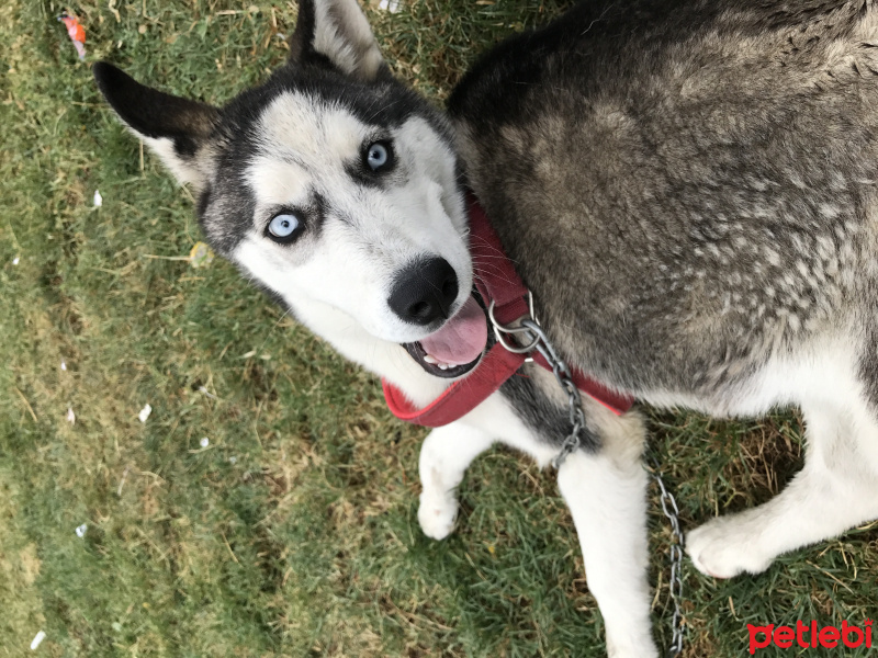 Sibirya Kurdu (Husky), Köpek  Arthur fotoğrafı