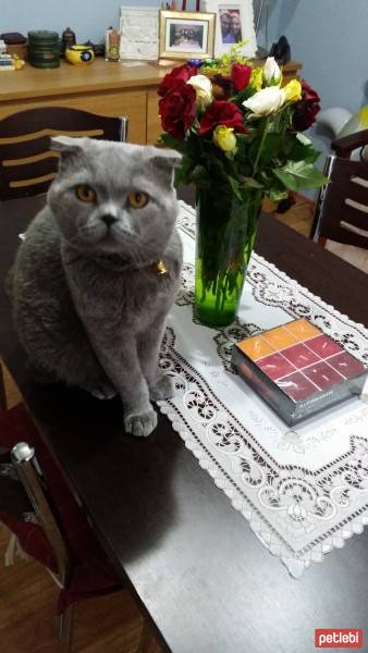 Scottish Fold, Kedi  MARS fotoğrafı