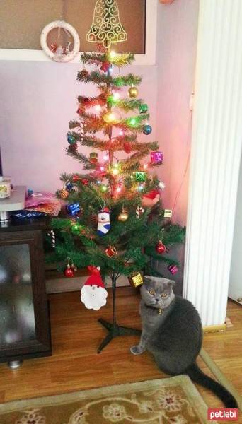 Scottish Fold, Kedi  MARS fotoğrafı