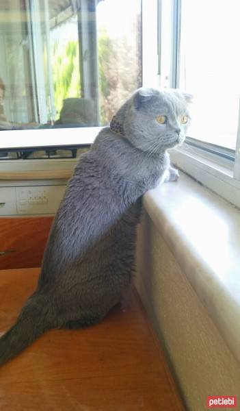 Scottish Fold, Kedi  MARS fotoğrafı