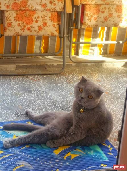 Scottish Fold, Kedi  MARS fotoğrafı