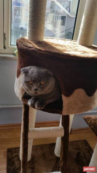 Scottish Fold, Kedi  MARS fotoğrafı