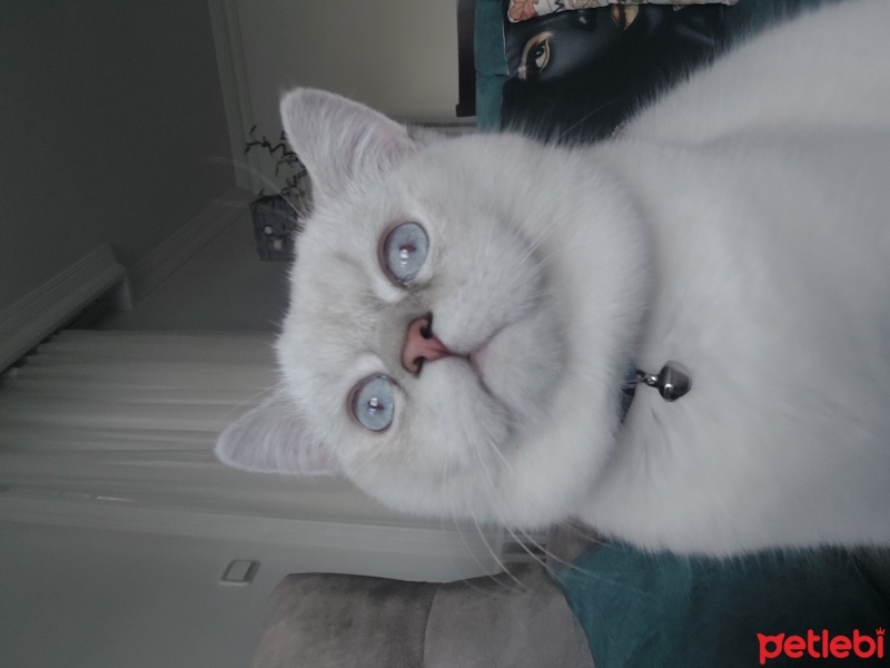 British Shorthair, Kedi  Bulut fotoğrafı