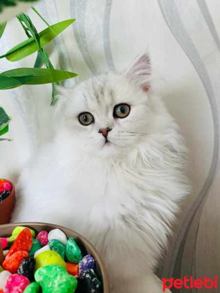 British Longhair, Kedi  luna fotoğrafı