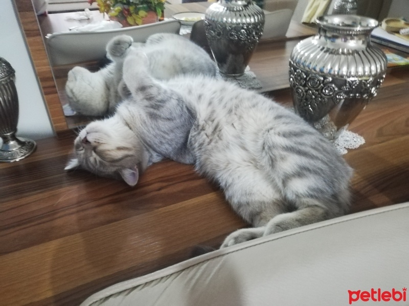 Scottish Fold, Kedi  Köpük fotoğrafı