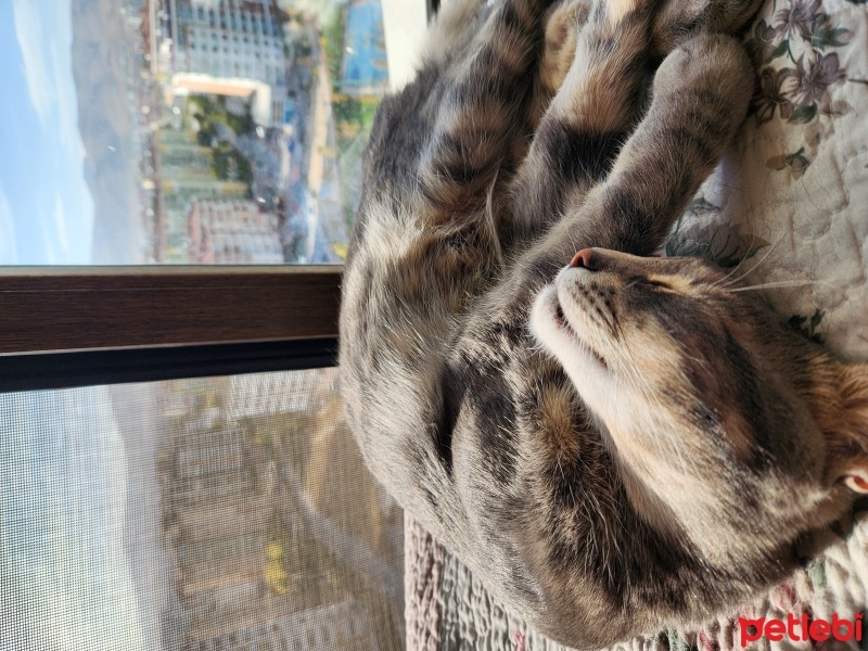 Tekir Kedi, Kedi  MİNNOŞ fotoğrafı