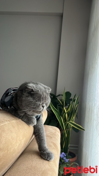 Scottish Fold, Kedi  Gölge fotoğrafı
