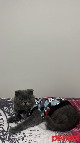 Scottish Fold, Kedi  Gölge fotoğrafı