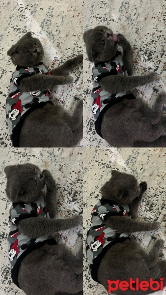 Scottish Fold, Kedi  Gölge fotoğrafı