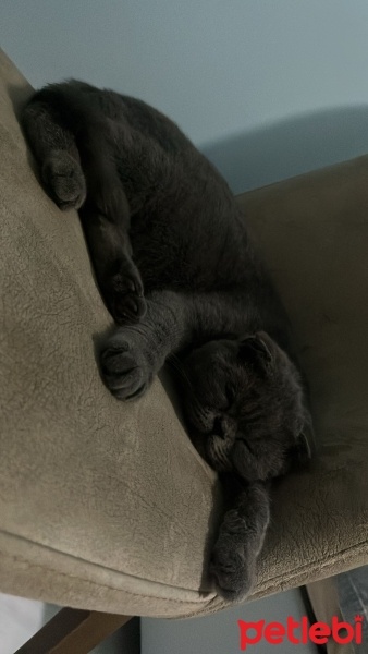 Scottish Fold, Kedi  Gölge fotoğrafı