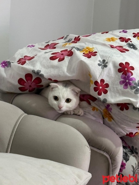 Scottish Fold, Kedi  Şila fotoğrafı