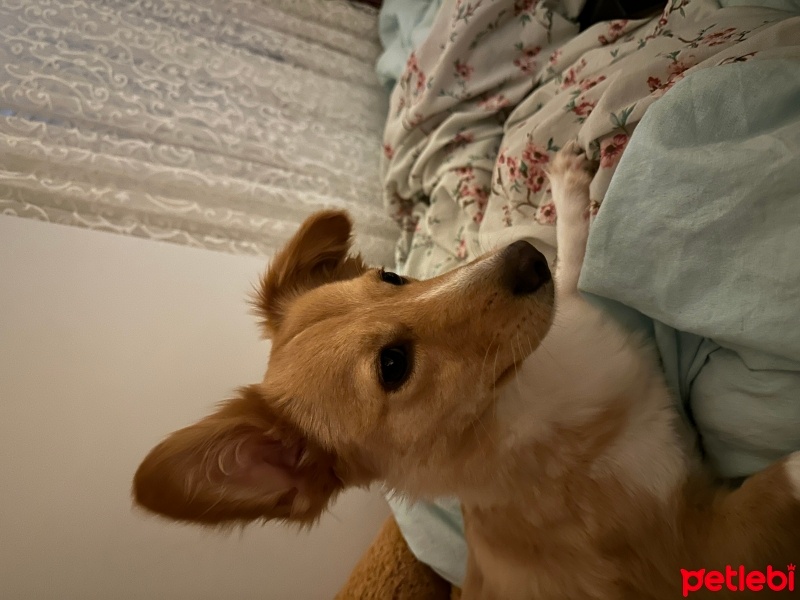 Pappilon, Köpek  Sasha fotoğrafı