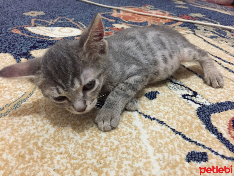 Tekir Kedi, Kedi  İsinsiz fotoğrafı