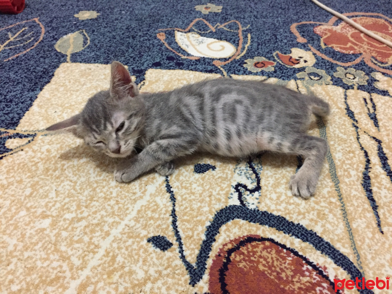 Tekir Kedi, Kedi  İsinsiz fotoğrafı