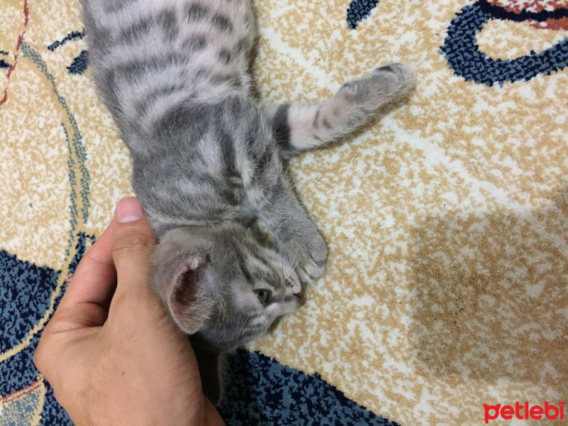 Tekir Kedi, Kedi  İsinsiz fotoğrafı