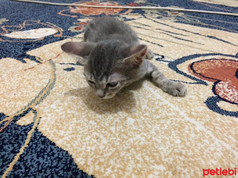 Tekir Kedi, Kedi  İsinsiz fotoğrafı