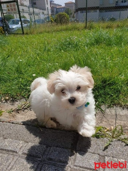 Maltese, Köpek  Pablo fotoğrafı