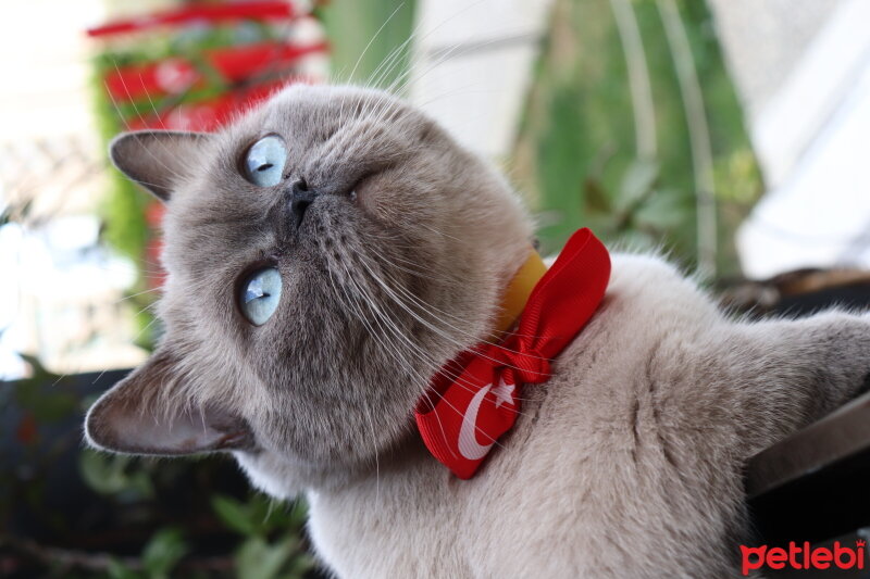 British Shorthair, Kedi  Pisila fotoğrafı