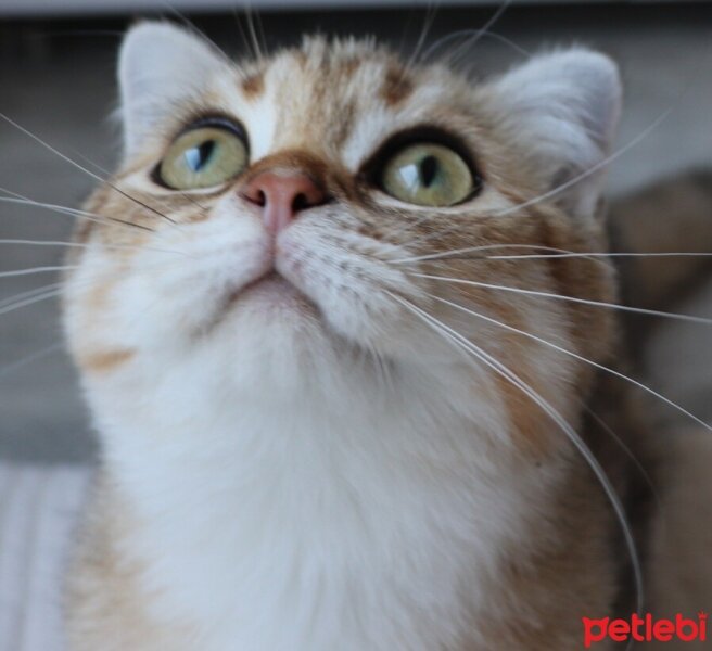 British Shorthair, Kedi  Pisila fotoğrafı