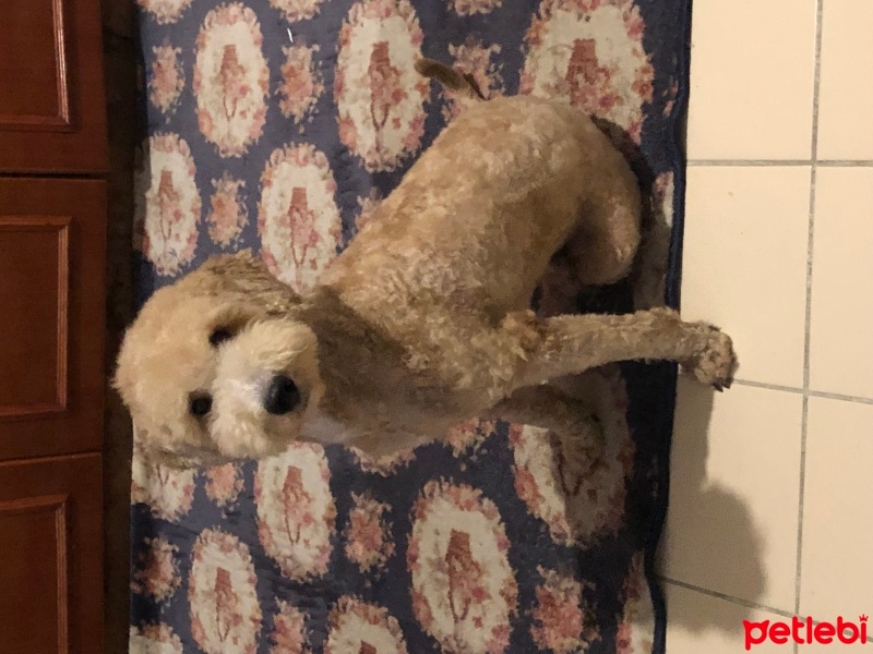 Poodle (Minyatür Kaniş), Köpek  Euro fotoğrafı