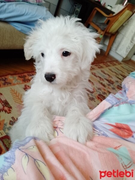 Maltese, Köpek  Lucky fotoğrafı