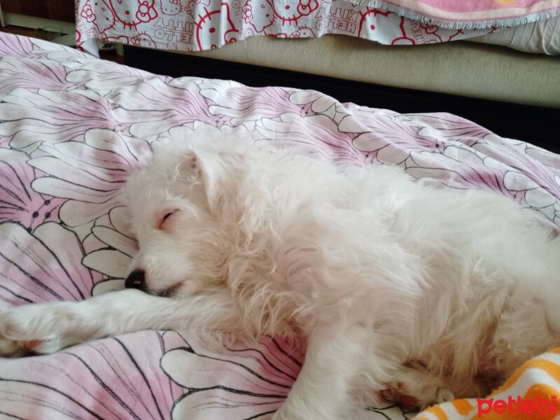 Maltese, Köpek  Lucky fotoğrafı