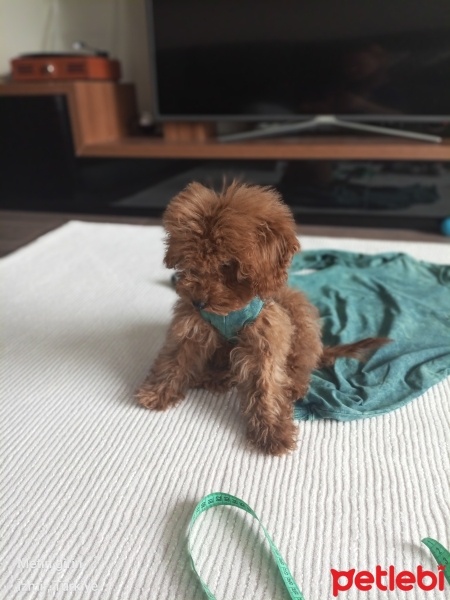 Poodle (Minyatür Kaniş), Köpek  Mocha fotoğrafı