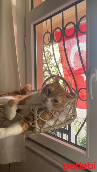 Sarman, Kedi  YARATIK  ÇİTOS ERDEN fotoğrafı