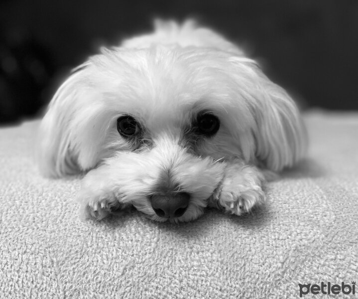 Maltese, Köpek  Pamuk fotoğrafı