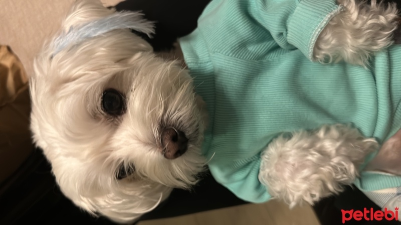 Maltese, Köpek  Zeus fotoğrafı
