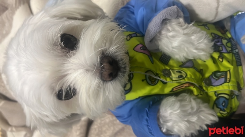 Maltese, Köpek  Zeus fotoğrafı