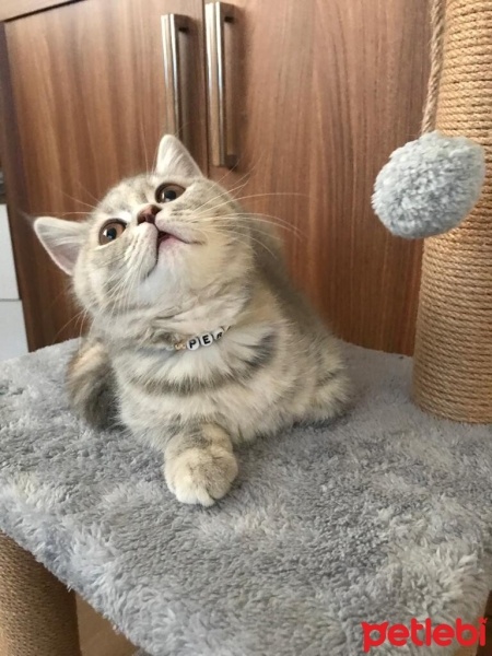 British Shorthair, Kedi  Pera fotoğrafı