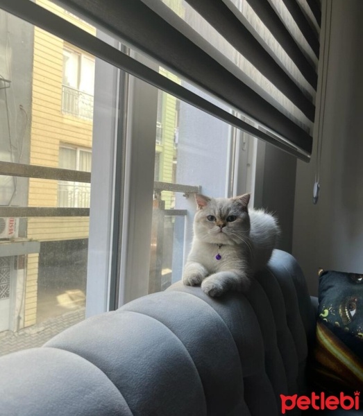 British Shorthair, Kedi  Zeus fotoğrafı