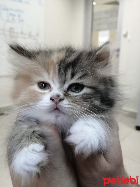 İran Kedisi (Persian), Kedi  Nazlı fotoğrafı