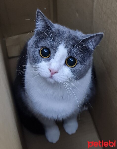 British Shorthair, Kedi  daisy fotoğrafı