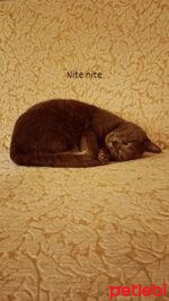 Mavi Rus, Kedi  Şeker fotoğrafı