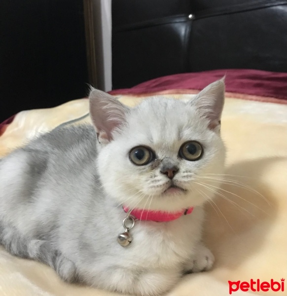 British Shorthair, Kedi  Muffin fotoğrafı