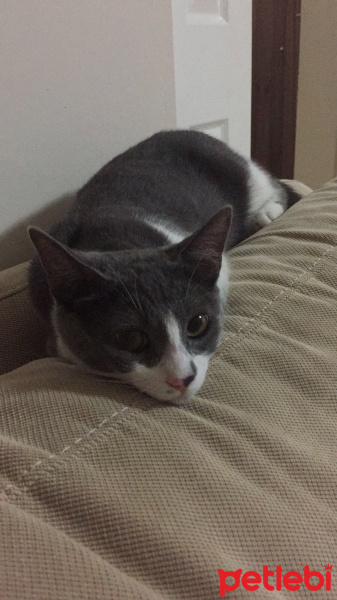 Tekir Kedi, Kedi  Fır fır fotoğrafı